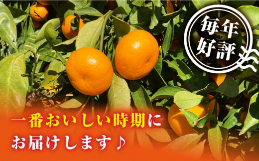 みかん 【先行予約】原口みかん 約5kg  ミカン 柑橘 原口みかん 早生みかん 贈答 ギフト みかん  ＜Da・IWASAKI FARM＞ [CCZ004]