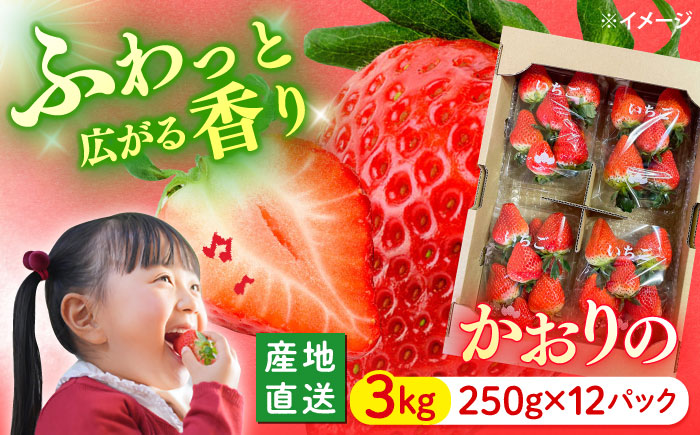 西海市産 いちご かおりの 計3kg（250g×12パック）＜武藤農園＞ [CFV003] 長崎 西海 いちご 苺 イチゴ 3kg 贈答 ギフト