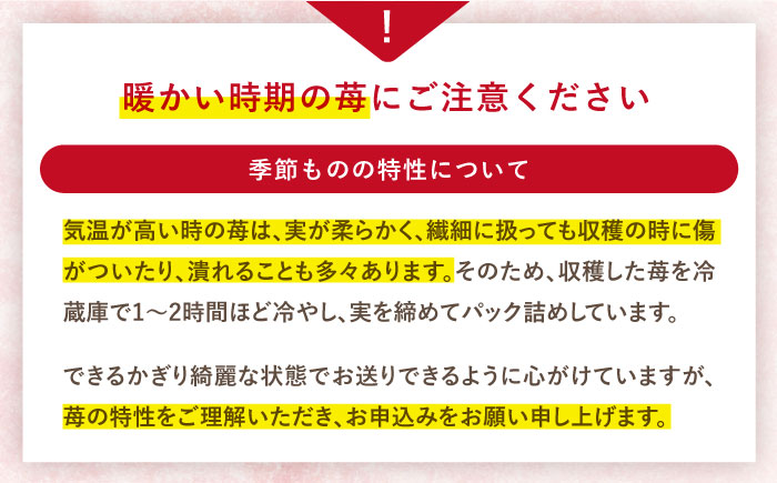 【風味豊かな香り】西海市産いちご「かおりの」3kg（250g×12パック）＜武藤農園＞ [CFV003]