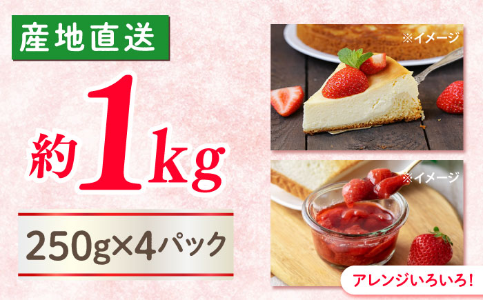 【風味豊かな香り】西海市産いちご「かおりの」1kg（250g×4パック）＜武藤農園＞ [CFV001]