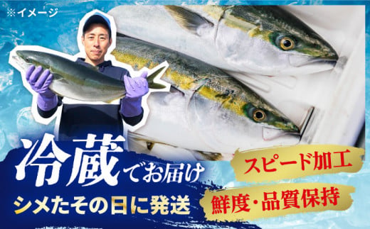 ブリ 【着日指定可】刺身 ブロック 「光鰤」半身 1.4～1.5kg 西海市産 魚 ブロック 刺身 ブリ ぶり ブリしゃぶ 鰤 ブリ ＜小山水産＞ [CDZ001]