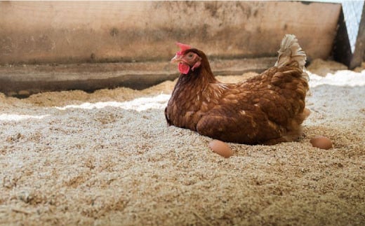 【大切な人への贈り物に】平飼い「しあわせたまご」20個＜松本養鶏場＞ [CCD026]