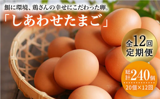 【月1回20個×12回 定期便 】 平飼い 「 しあわせ たまご 」計240個＜松本養鶏場＞ [CCD031]