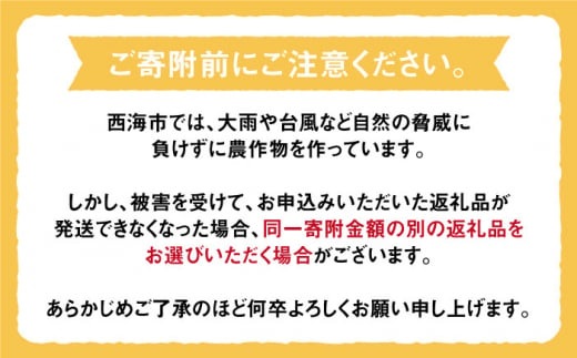 みかん 西海 【☆先行予約☆】 原口みかん 約5kg  みかんミカン 西海市 温州みかん 原口みかん 贈答 ギフト 家庭用 ＜中尾果樹園＞ [CEL001]