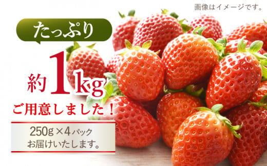 【先行予約】【 訳あり 】 ゆめのか 苺 約1kg（250g×4パック）＜川原農園＞ [CDR001]