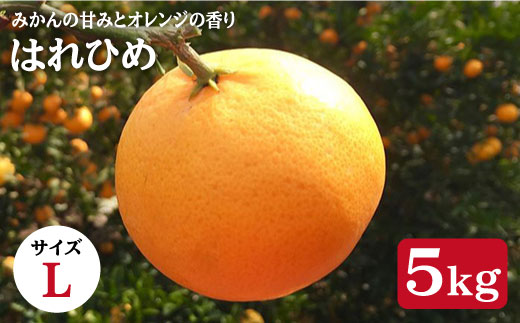 【先行予約☆贈答用みかん】はれひめ 約５kg（Lサイズ）＜広津農園＞ [CBN005]