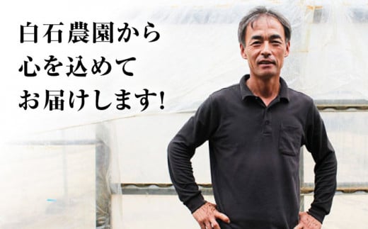 ミニ トマト 訳あり 約3kg まぼろしチョイス掲載のお品！ 西海市産 トマト とまと 野菜 新鮮 旬 トマト ＜白石農園＞ [CBI003]