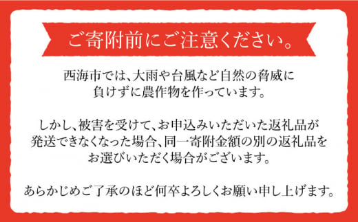 トマト 高糖度 【2025年収穫分先行予約】【2回 定期便 】【 訳あり 】糖度9度以上！ 大島 トマト 特選「 ルビーのしずく 」約1.2kg 西海市産 トマト とまと 訳あり トマト 大島トマト 甘いトマト ＜大島造船所 農産グループ＞ [CCK031]