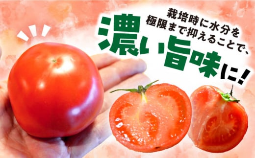 【 訳あり 】 トマト 西海市産 3kg トマト とまと 西海市 野菜 新鮮 旬 期間限定トマト ＜株式会社ミスズアグリ西海＞ [CFN003]