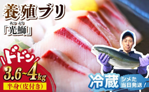 【着日指定可】魚 ブロック 養殖 ブリ「光鰤」1本 3.6〜4kg  西海市産 魚 ブロック 刺身 ブリ ぶり ブリしゃぶ ＜小山水産＞ [CDZ006]