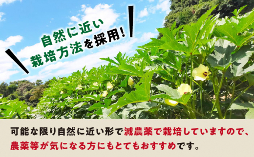 【朝採れ旬野菜】オクラ 約500g ＜パッパラパー農園＞ [CFI007]