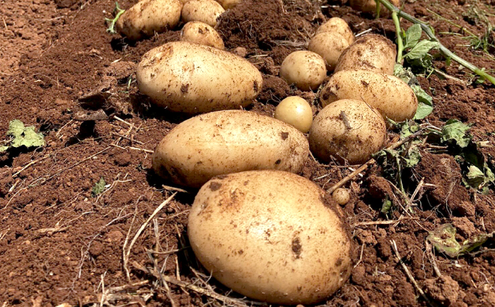 勝田農園のおまかせじゃがいも約5kg（種類・サイズ混合）＜勝田農園＞ [CGM003]
