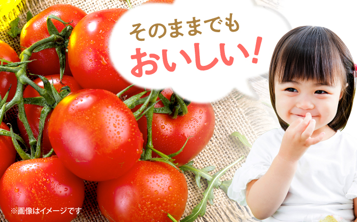 ミニトマト 計1kg（小分け6パック）＜ファゼンダ坂本＞ [CGP001]