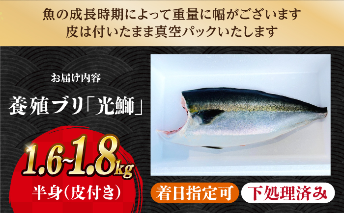 ブリ 【着日指定可】 魚 ブロック 刺身 「光鰤」半身 約1.6〜1.8kg  西海市産 魚 ブロック 刺身 ブリ ぶり ブリしゃぶ ＜小山水産＞ [CDZ005]