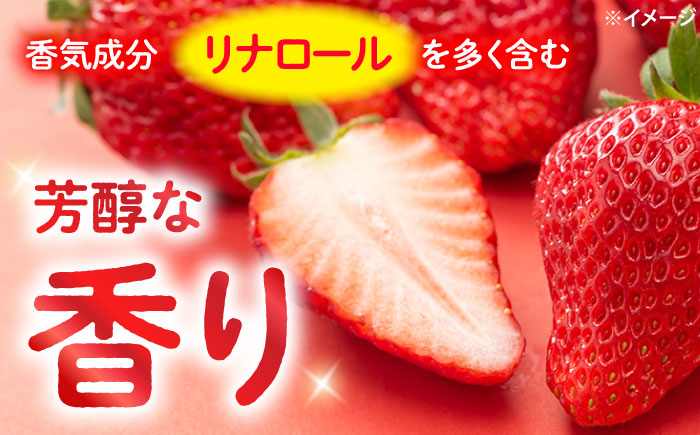 【風味豊かな香り】西海市産いちご「かおりの」1kg（250g×4パック）＜武藤農園＞ [CFV001]