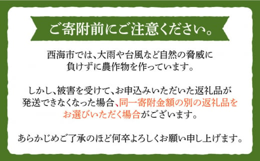 【6回定期便】 ひのひかり 白米 5kg ＜ハマソウファーム＞ [CBR024]