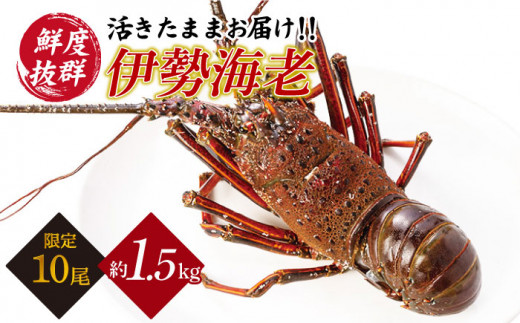 【横綱級のデカさ！】崎戸産の天然伊勢海老1〜2尾（約1.5kg）［CAW002］＜西海大崎漁協 崎戸支所＞