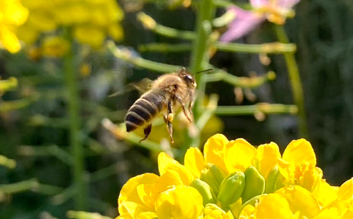 【希少な日本ミツバチ】 国産 蜂蜜 約600g ～西海からの贈り物～＜おばま養蜂農園＞ [CFY001]  長崎 西海 蜂蜜 はちみつ ハチミツ 蜂蜜 はちみつ ハチミツ 国産蜂蜜 