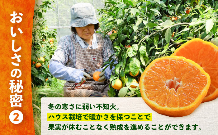 【☆先行予約☆】糖度13〜15度！ハウス木成 完熟 不知火 約3kg ＜原口果樹園＞ [CCW005] 西海市 デコポン 不知火 みかん 柑橘 完熟 甘い でこぽん 