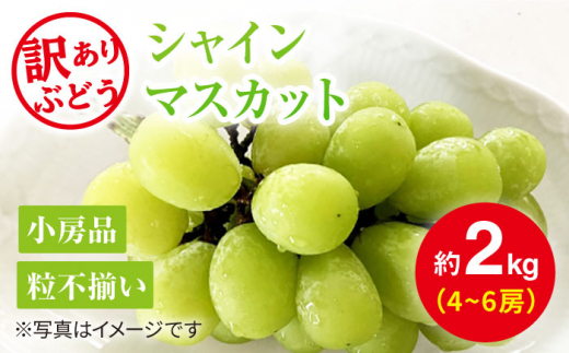 【2021年度ランキング1位獲得！】【数量限定】 【訳あり】とにかく甘い！シャインマスカット約2kg（4房〜6房）＜岡本ぶどう園＞ [CEN012]