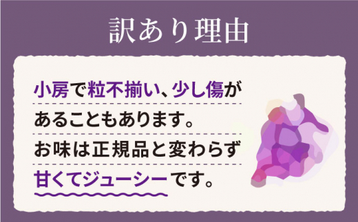 【訳あり】【数量限定】【種なし皮ごと！】ナガノパープル 約2kg（5～6房） ぶどう ブドウ 巨峰 種なし 西海市産  ＜山田敦義＞ [CCX004]