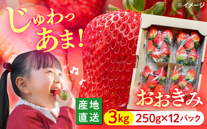 【大玉色鮮やか！】西海市産いちご「おおきみ」3kg（250g×12パック）＜武藤農園＞ [CFV006]