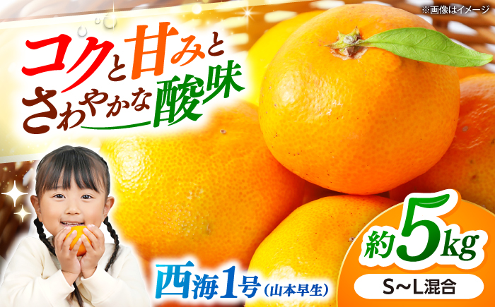 みかんドーム特選　西海1号（山本早生） みかん 約5kg＜道の駅さいかい みかんドーム＞ [CAI038] みかん 温州みかん 甘い