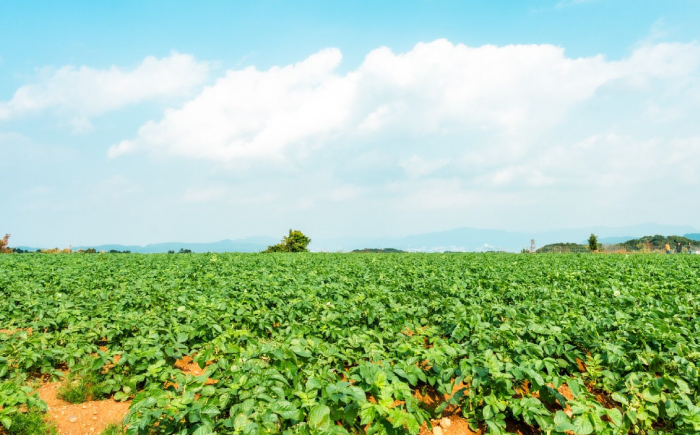 勝田農園のおまかせじゃがいも約5kg（種類・サイズ混合）＜勝田農園＞ [CGM003]