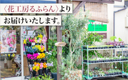 【6回定期便】【記念日には バラ を送ろう】 バラ の 花束 （赤） 花 花束 バラ ばら ブーケ 記念日 贈答 ギフト プレゼント ＜花工房るふらん＞ [CCR021]