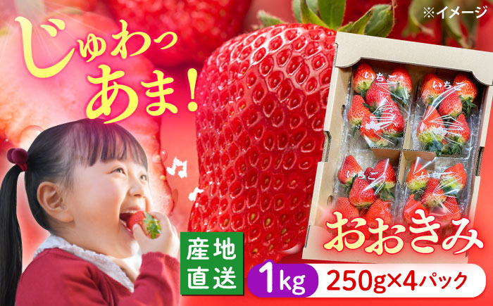 【大玉色鮮やか！】西海市産 いちご 「おおきみ」1kg（250g×4パック）＜武藤農園＞ [CFV004]
