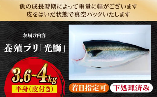 【着日指定可】魚 ブロック 養殖 ブリ「光鰤」1本 3.6～4kg  西海市産 魚 ブロック 刺身 ブリ ぶり ブリしゃぶ ＜小山水産＞ [CDZ006]