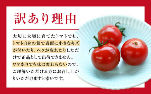 ミニ トマト 訳あり 約3kg まぼろしチョイス掲載のお品！ 西海市産 トマト とまと 野菜 新鮮 旬 トマト ＜白石農園＞ [CBI003]