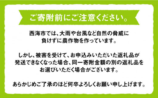 【先行予約☆厳選ブランド】「 ぶぶぶどう 」 シャインマスカット 約1.5～2kg（3房）＜井上ぶどう園＞［CCE004］