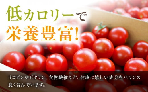 ミニ トマト 訳あり 約3kg まぼろしチョイス掲載のお品！ 西海市産 トマト とまと 野菜 新鮮 旬 トマト ＜白石農園＞ [CBI003]