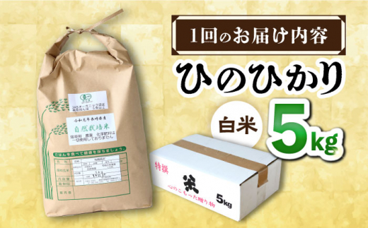 【6回定期便】 ひのひかり 白米 5kg ＜ハマソウファーム＞ [CBR024]