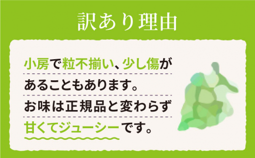 【訳あり】【糖度18以上！】 シャインマスカット 「西海シャイン物語」約2kg（5～6房） ぶどう ブドウ シャインマスカット マスカット 種なし 西海市産  ＜最強の兼業農家山田さん＞ [CCX006]