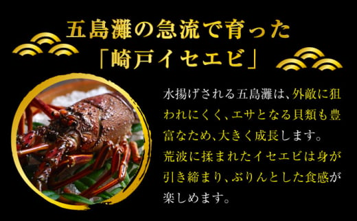 伊勢海老 イセエビ 料理キット レシピ付き！ 西海市 海老 えび エビ 伊勢海老 簡単調理 ＜西海大崎漁協 崎戸支所＞ [CAW004]