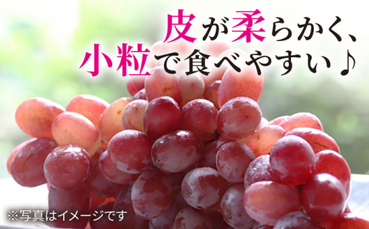 【☆先行予約☆】 【種なし皮ごと！】 クイーンセブン 約1kg（3～4房） ぶどう ブドウ 種なし 西海市産 ＜最強の兼業農家山田さん＞ [CCX007]