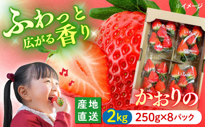 西海市産 いちご かおりの 計2kg（250g×8パック）＜武藤農園＞ [CFV002] 長崎 西海 イチゴ いちご 2kg 贈答 ギフト