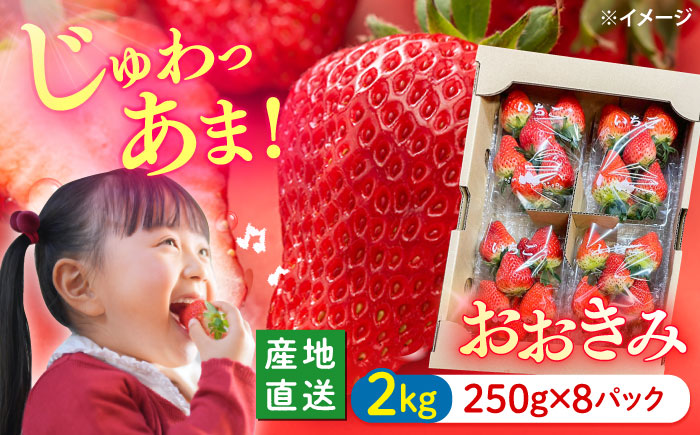 【大玉色鮮やか！】西海市産いちご「おおきみ」2kg（250g×8パック）＜武藤農園＞ [CFV005]