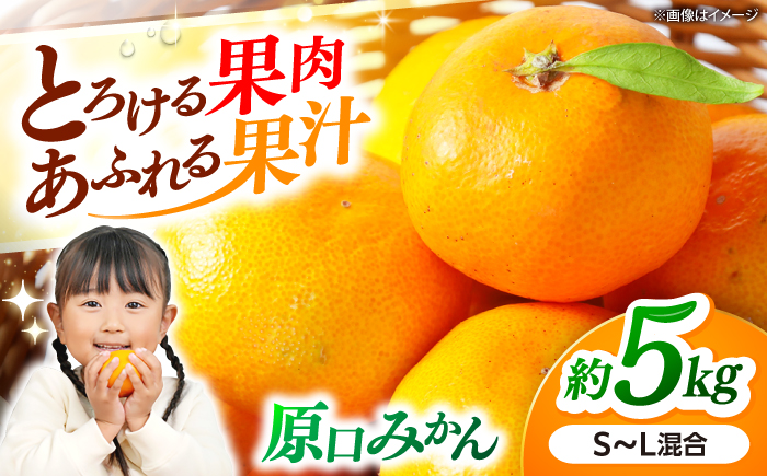 みかんドーム特選 原口みかん 約5kg[道の駅さいかい みかんドーム] [CAI039] 長崎 西海 みかん 柑橘 甘い