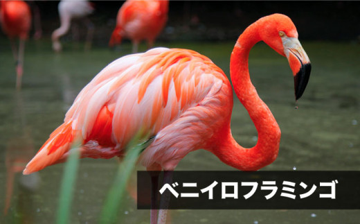 Zooっと近くにふれあえる動植物園の入園券＆商品券＜長崎バイオパーク＞ [CAB001]