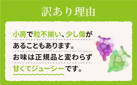 【訳あり】 詰め合わせ赤白セット（サニードルチェ・ シャインマスカット ）約2kg（5～6房） ブドウ ぶどう マスカット 種無し ブドウ 西海市産 ＜山田敦義＞ [CCX008]