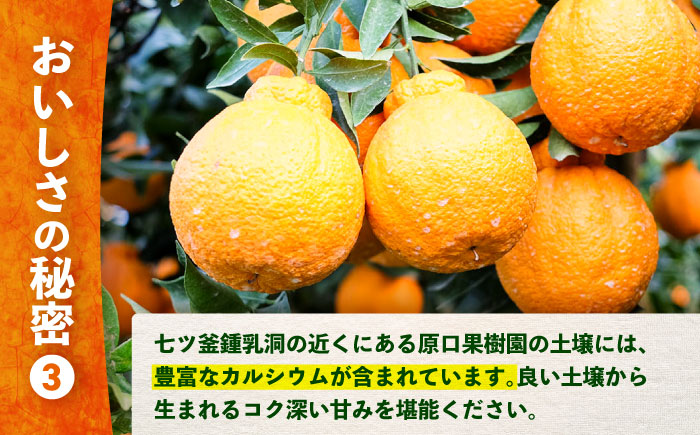 【☆先行予約☆】糖度13〜15度！ハウス木成 完熟 不知火 約3kg ＜原口果樹園＞ [CCW005] 西海市 デコポン 不知火 みかん 柑橘 完熟 甘い でこぽん 
