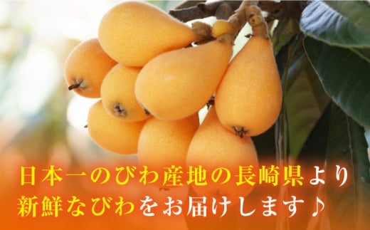 【先行予約】 西海市産 びわ 約1kg L～2Lサイズ 西海市産 びわ ビワ 琵琶 果物 フルーツ 果実 ＜パッパラパー農園＞ [CFI002]