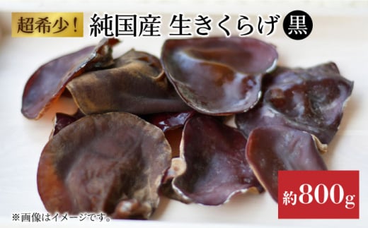 【冷蔵】国産　生きくらげ(あらげ菌床)　約800ｇ（とれたてご家庭用）＜かわはら＞