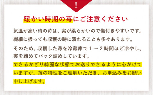 【先行予約】【数量限定】【 訳あり 】 ゆめのか 苺 約2kg （250g×4パック×2箱）＜川原農園＞ [CDR005]