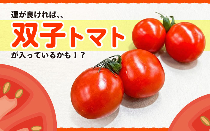 ☆今シーズンお届け☆ 訳あり ミニ トマト 約3kg ＜白石農園＞ [CBI003] 西海市産 トマト とまと 野菜 新鮮 旬 トマト 