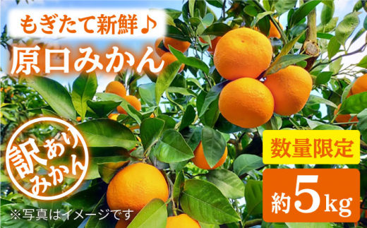 みかん 西海市 【 訳あり 】 原口みかん 約5kg  みかんミカン 西海市 温州みかん 原口みかん 贈答 ギフト 家庭用 ＜中尾果樹園＞ [CEL007]