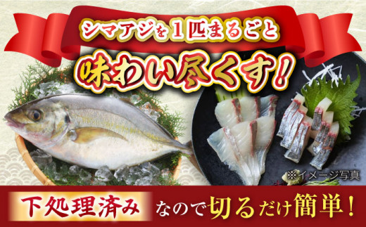 【新鮮手間なし！】 シマアジ 丸々一匹＋皮なしフィレ4切れ＋あら1つ＜大島水産種苗＞ [CBW012]